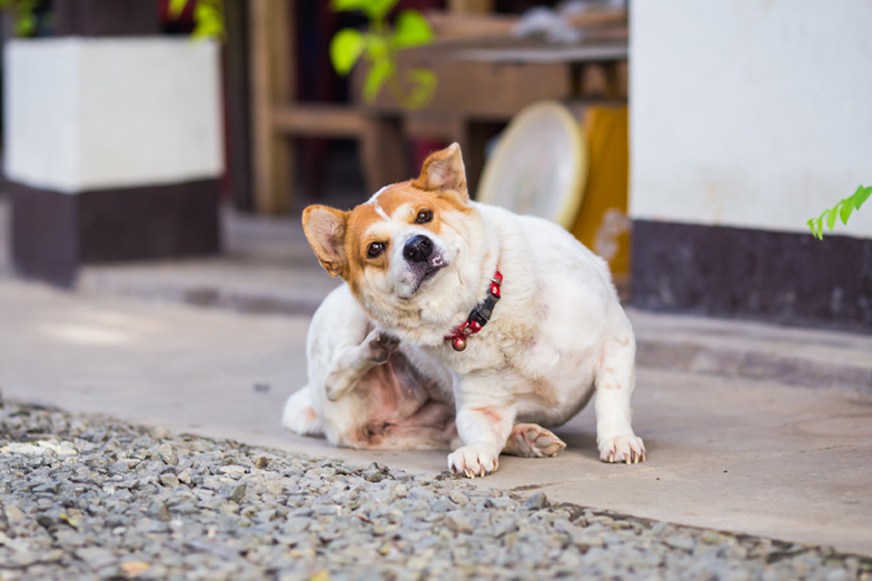 Symptoms of Food Allergies in Dogs