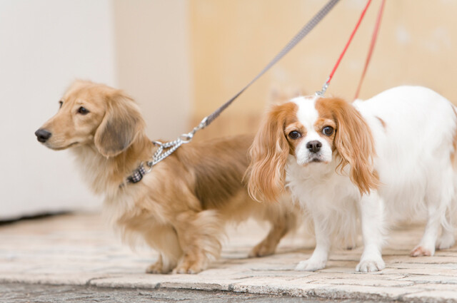 K-9 Nannies of San Antonio