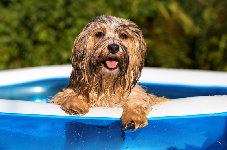 Summer Heat and Your Dog