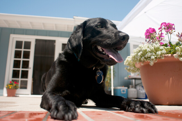 K-9 Nannies of San Antonio